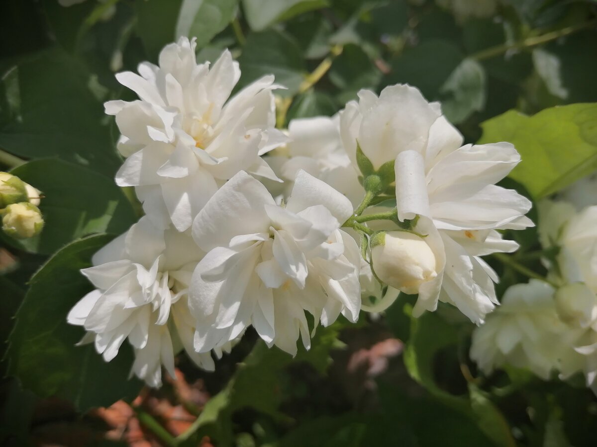 Чубушник. Он же садовый жасмин. Фото Светы Давыдовой