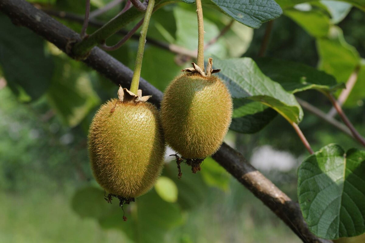 Кустарник актинидия. Актинидия коломикта. Actinidia kolomikta (актинидия). Дальневосточное киви актинидия.