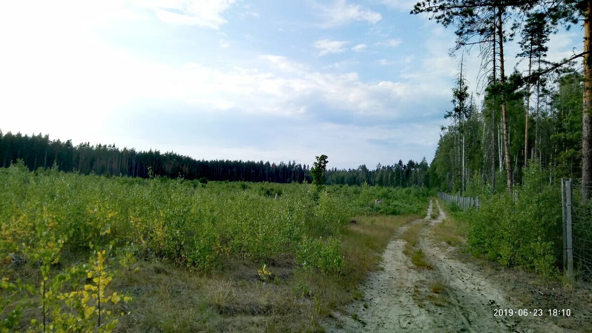  Периодически здесь все берёзы уничтожают. Вреда лесу мы не нанесём.