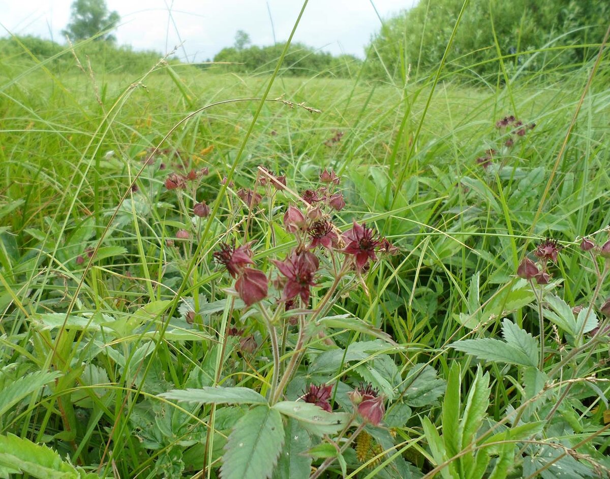 сабельник болотный сабельник. сабельник болотный растение. сабельник болотный. сабельник болотный трава. сабельник болотный сабельник.