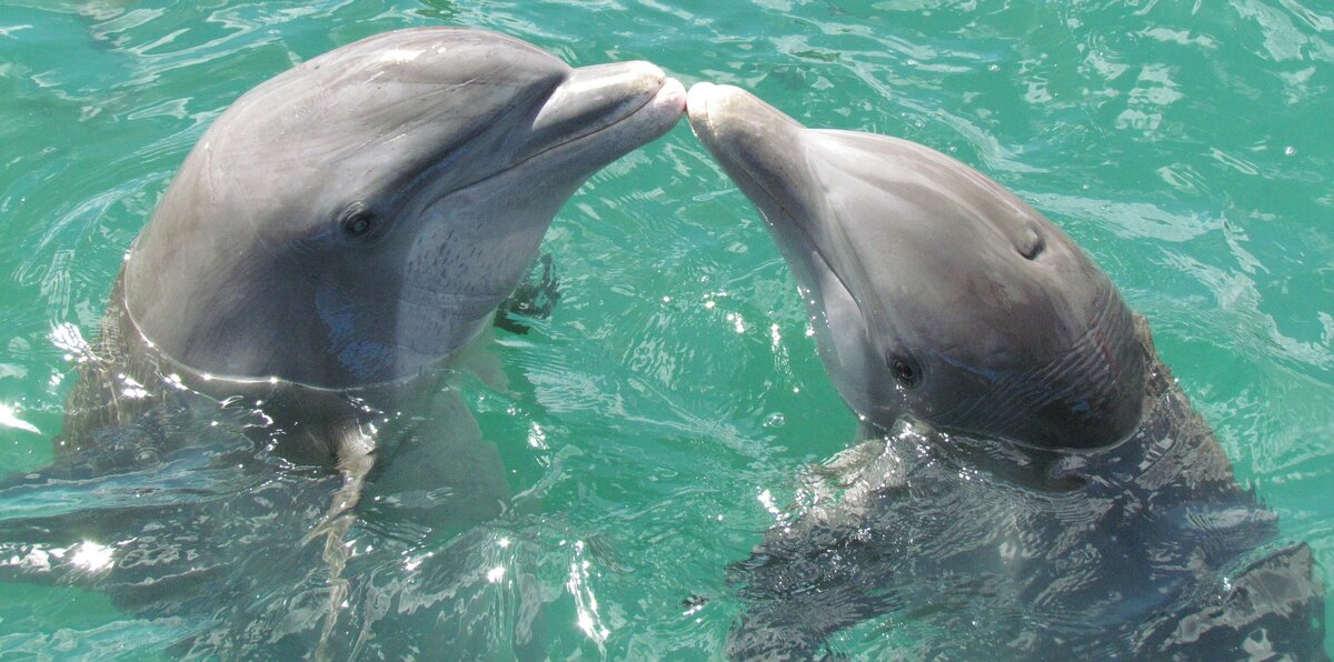    Дельфины считаются одними из самых разумных  млекопитающих. Они легко дрессируются и любят выступать перед зрителями.
