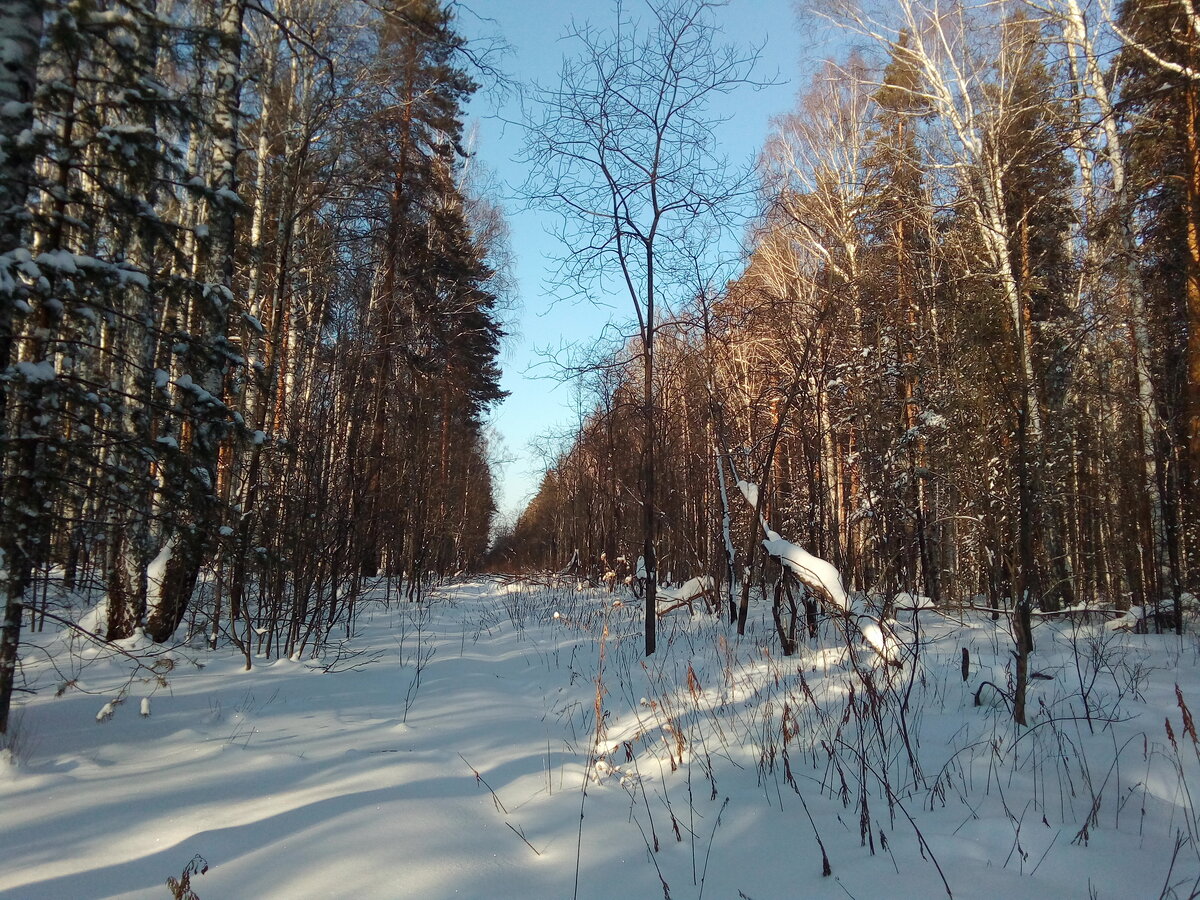 У просеки никитич осторожно выглянул из чащи. Просека в зимней тайге. Лесная просека в феврале. Прорубка просеки. Просек Нижегородская область.