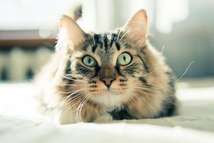 фото: Shutterstock