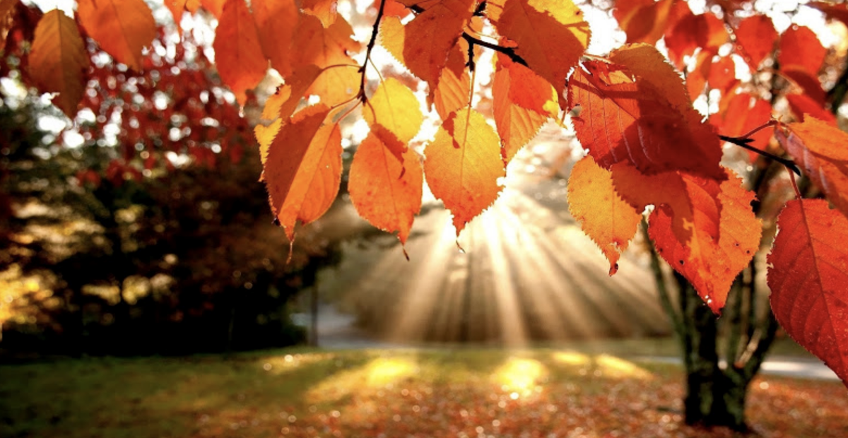 Источник: Яндекс