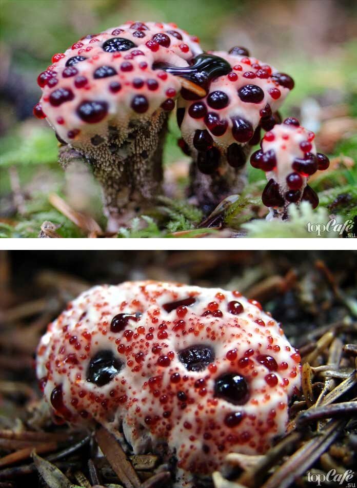 Какой гриб самый. Кровоточащий гриб (Hydnellum peckii).