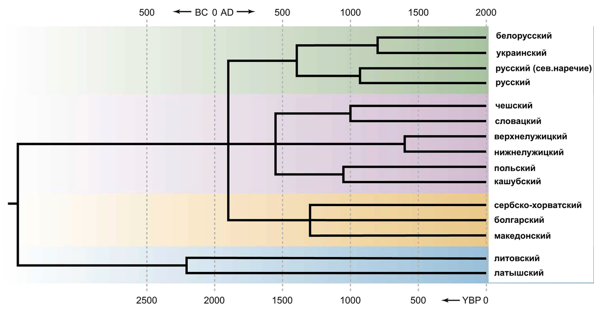 Реконструированное филогенетическое дерево балто-славянских языков, созданное путем сочетания нескольких методов StarlingNJ, NJ, BioNJ, UPGMA, BayesianMCMC, UMP.