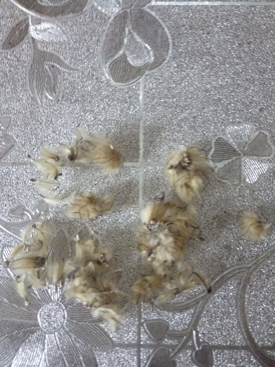 Семена клематиса.