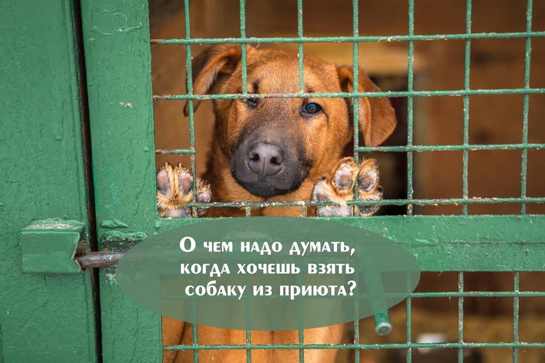 Картинки возьми собаку из приюта