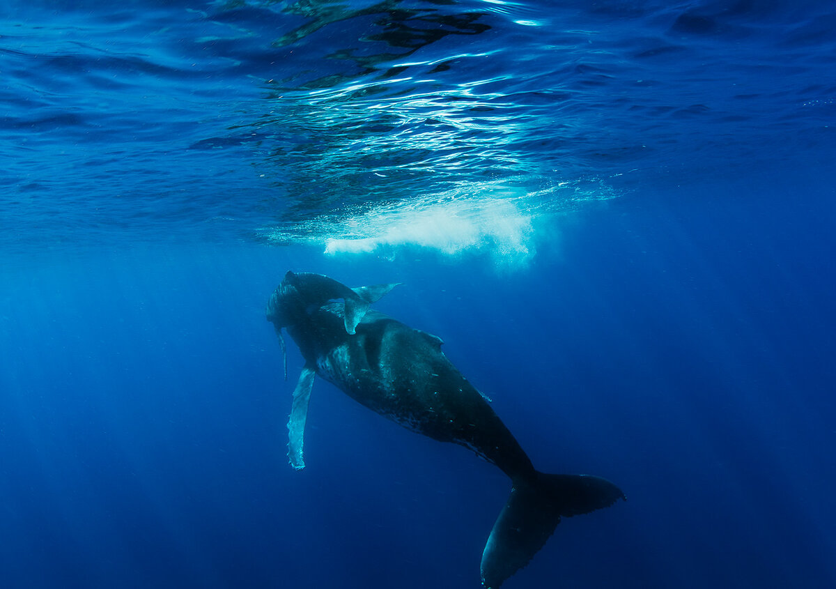 Мать с детенышем уплывают в океан.