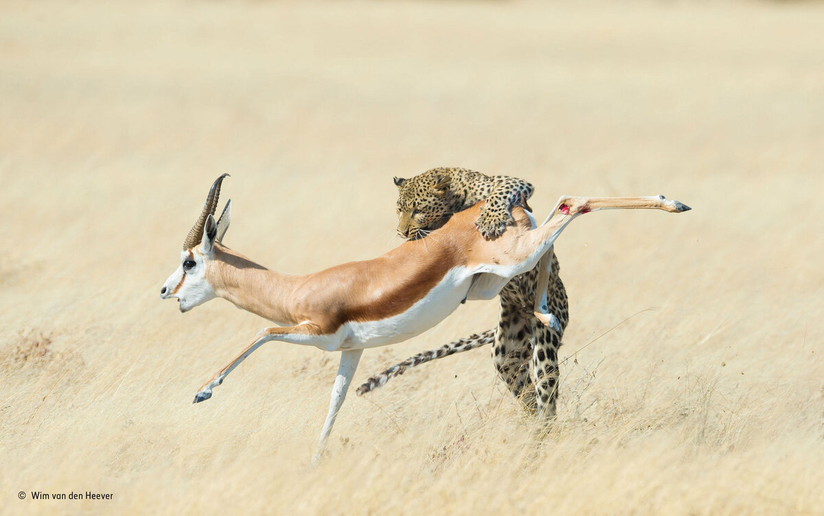 Фото: Wim van den Heever, Южная Африка