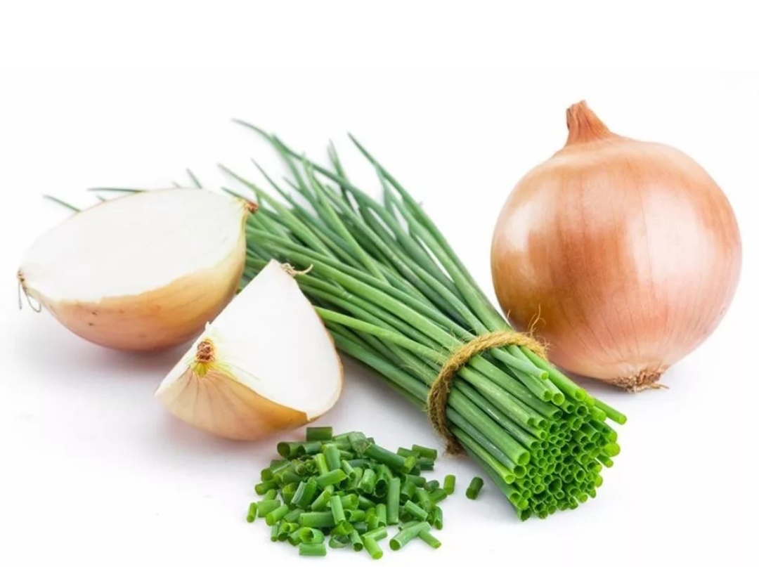 Антибактериальное действие Установлено, что репчатый лук угнетает жизнедеятельность кишечной палочки, синегнойной палочки, золотистого стафилококка, восковидной бациллы. Удивительно, но растение даже предотвращает размножение холерного вибриона – возбудителя смертельно опасного заболевания – холеры, крайне распространённого в странах с низким уровнем жизни. Японские учёные подчёркивают высокую эффективность лука в отношении Хеликобактер Пилори – микроорганизма, вызывающего воспалительное поражение слизистой оболочки желудка и двенадцатиперстной кишки. Лук ингибирует рост и размножение множества опасных микроорганизмов. 
