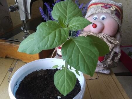 Фото автора. Баклажан 17 марта