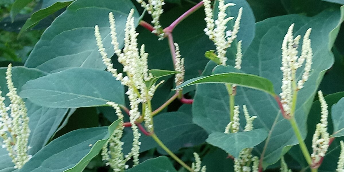 Корень горца гребенчатого. Горец куст. Горец остроконечный Polygonum cuspidatum. Горец Алтайский растение. Горец кавказский растение.