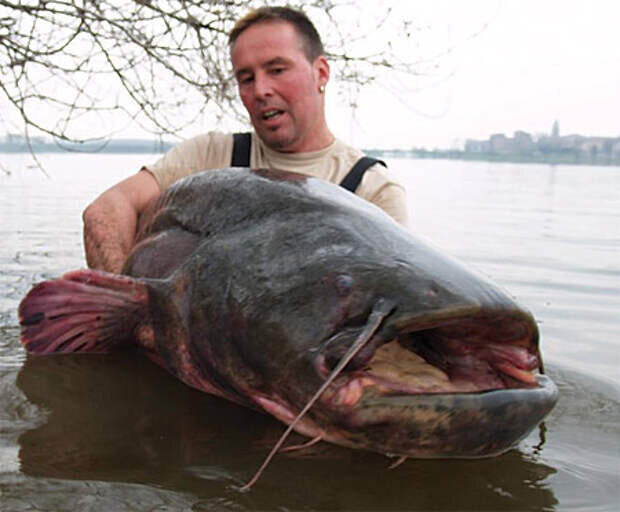 Источник фото http://www.euro-som.de/rekord-som-catfish-silure.html