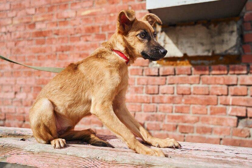 Приют для бездомных животных Омские Хвостики