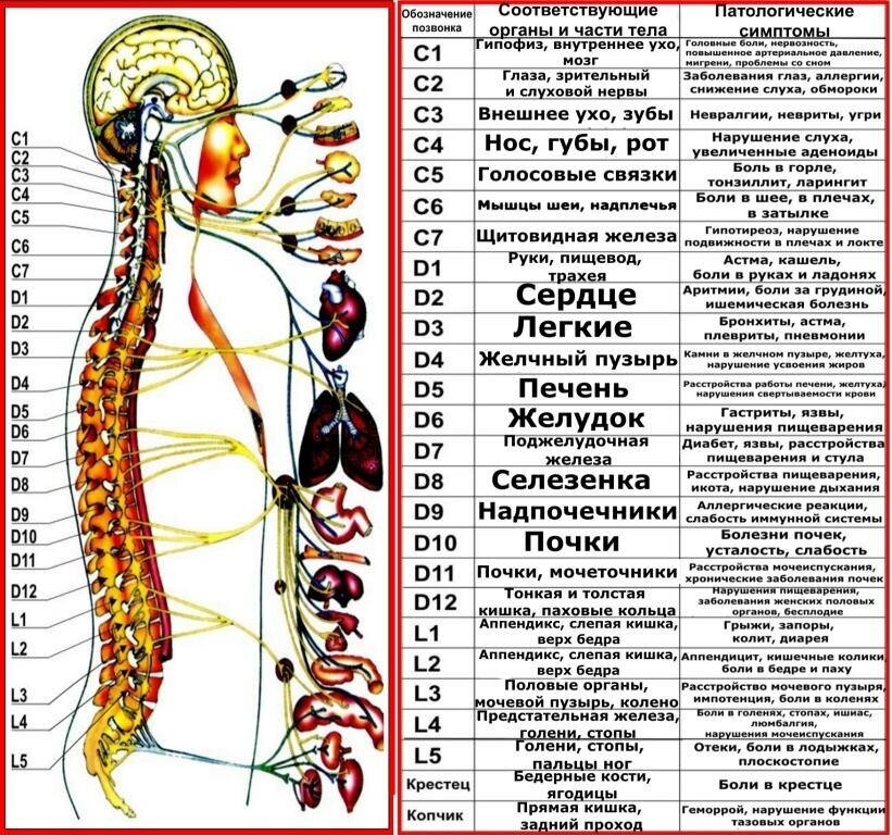 (Иллюстрация из открытых источников)  