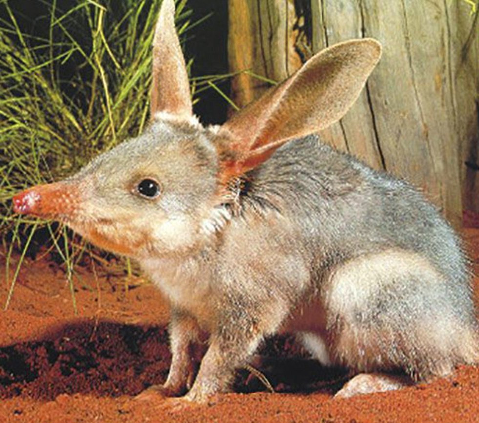 Иллюстрации взяты из открытых источников.