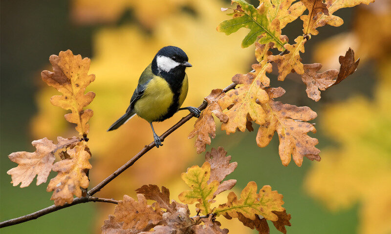 Яндекс.Картинки
