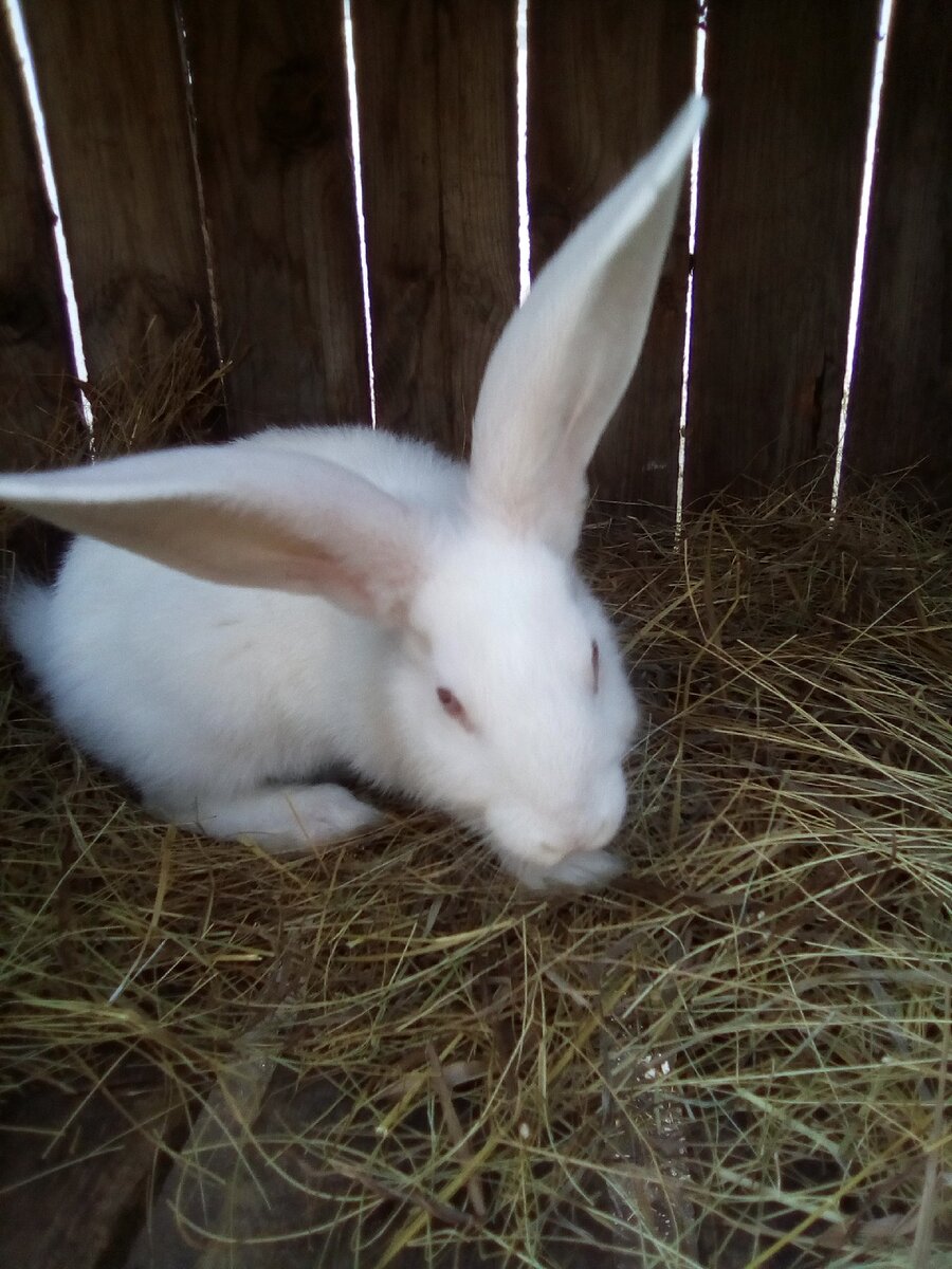 Белый кролик великан.