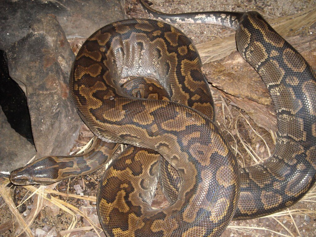 Африканский скалистый питон
