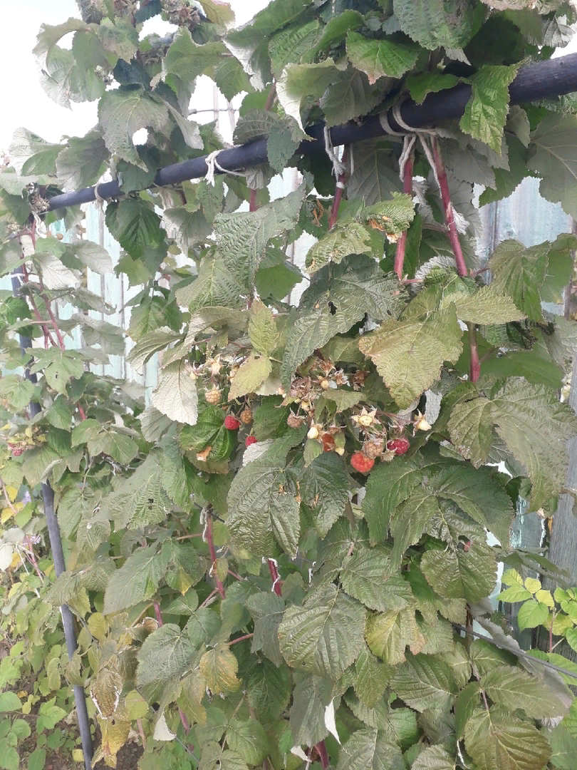 19 октября. Малина еще есть