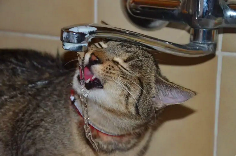 Прозрачный рюкзак-переноска для домашних питомцев