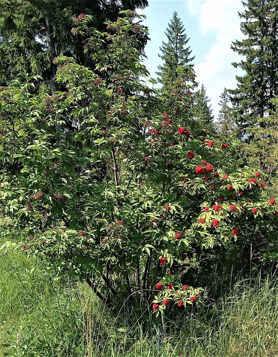 Марусин лес. Фото автора.