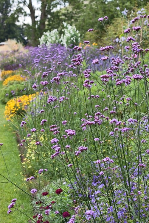 Источник: https://flowerona.com/verbena-bonariensis-one-of-my-favourite-garden-flowers/