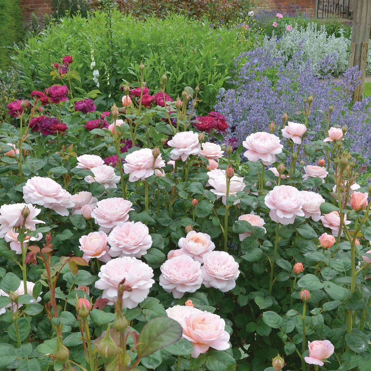 Сорт «Королева Швеции». Фото David Austin Rose Gardens