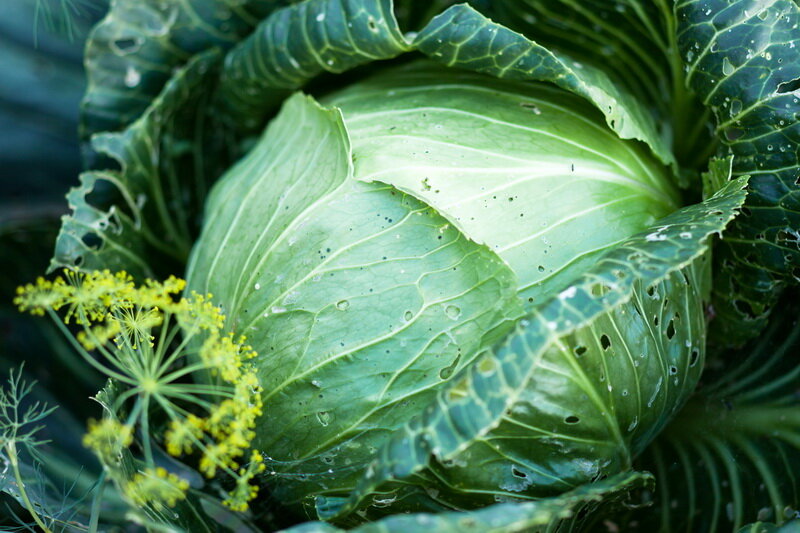 Капуста. Иллюстрация для статьи используется по стандартной лицензии ©dachnyedela.ru