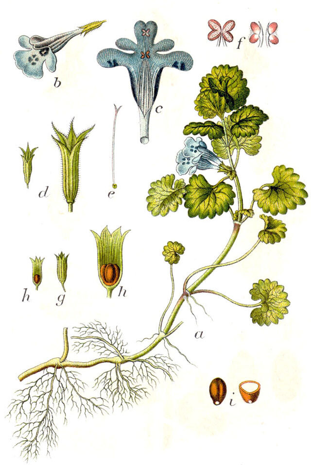 Якоб Штурм (Jacob Sturm). Deutschlands Flora in Abbildungen, 1796