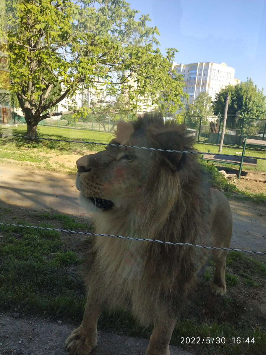 Встреча с царём зверей. Лев на фоне высоток - что-то в этом есть...
