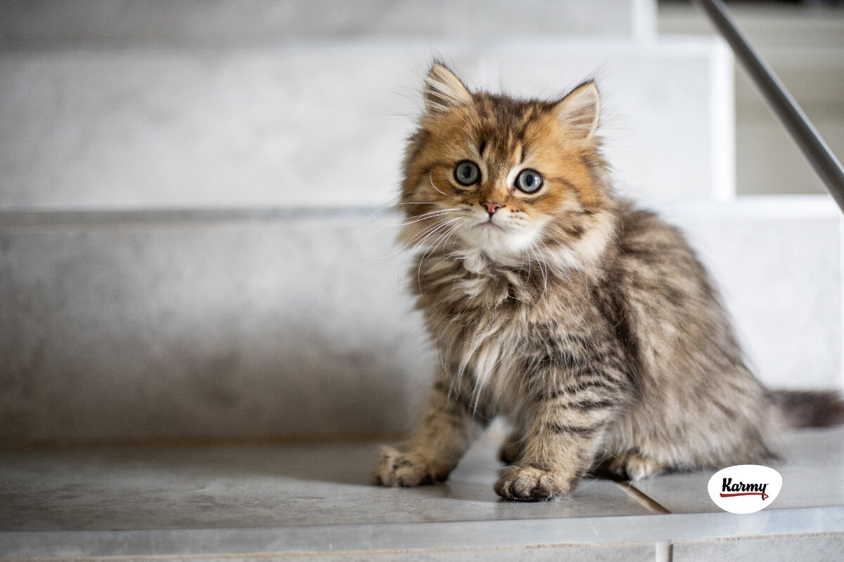 Рвота у кошки: первая помощь 🐈, причины, лечение и профилактика