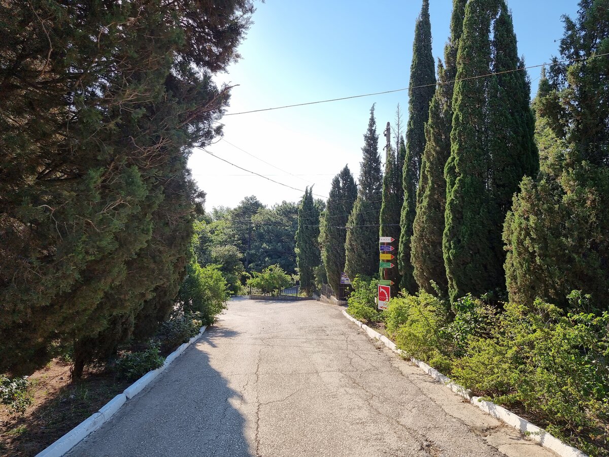 Туи (или кипарисы?) на входе в Карадагский заповедник в Курортном...