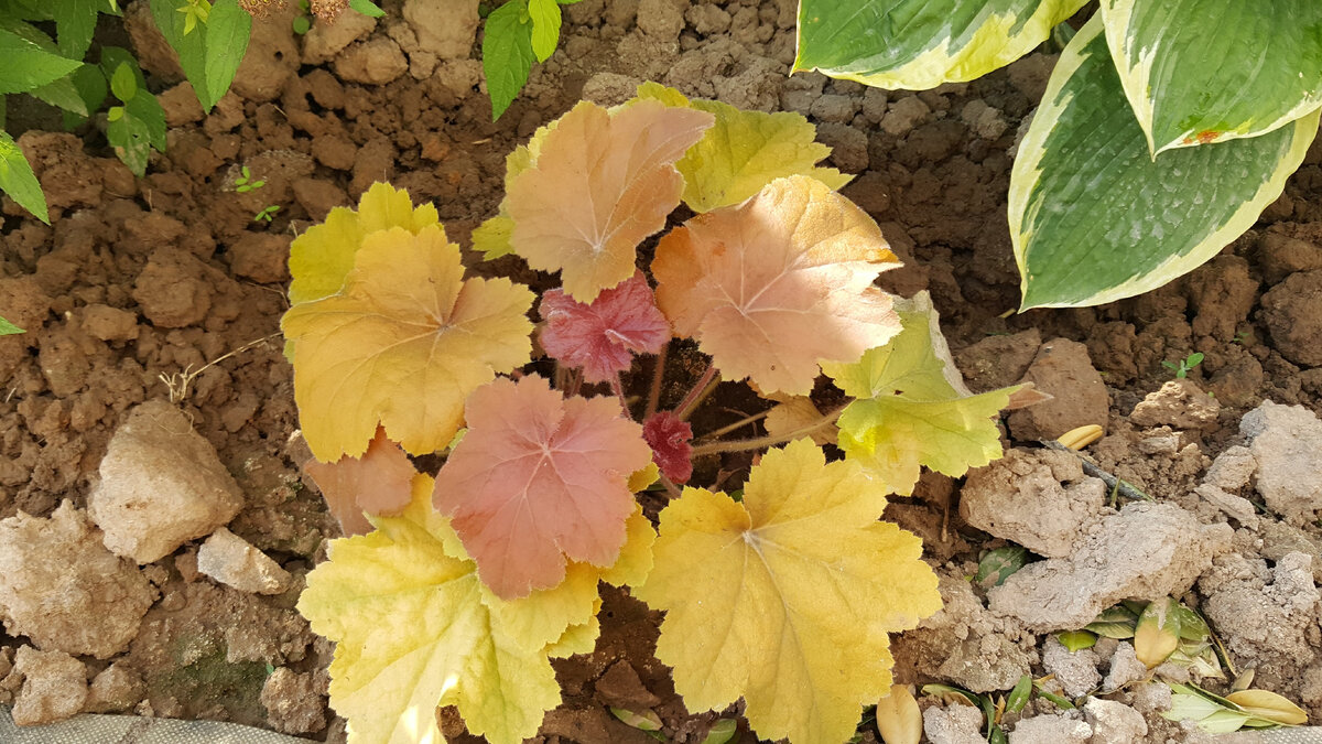 Heuchera Southern Comfort