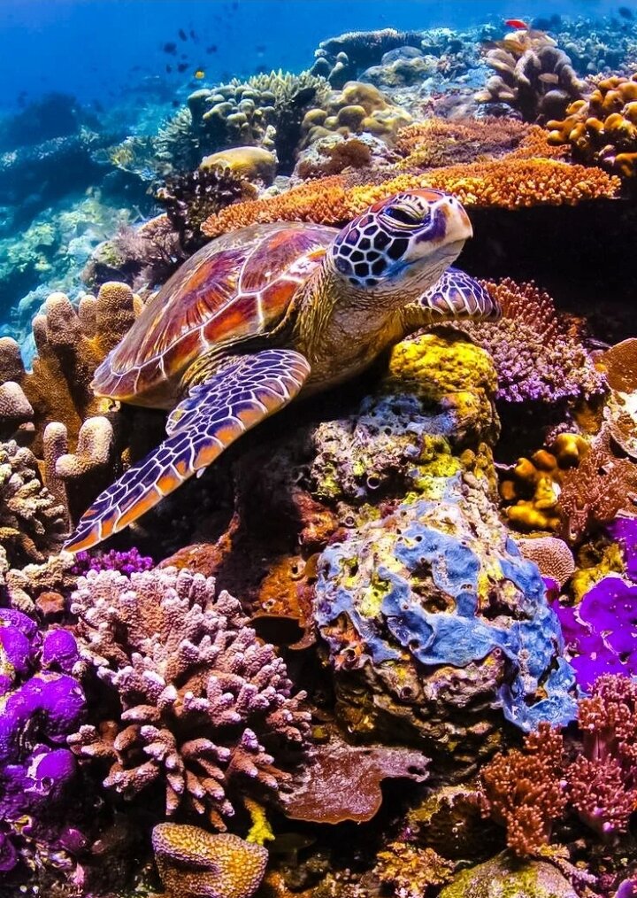 Подводный мир всё же прекрасен🐚