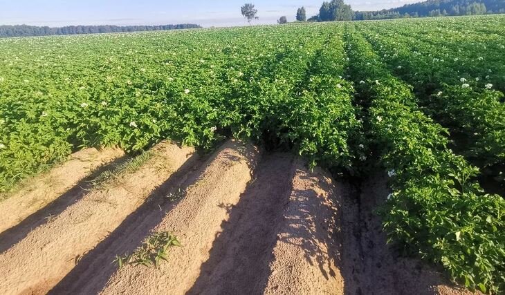    Россельхознадзор запрещает поставки семенного материала из французского, германского, нидерландского и канадского питомников