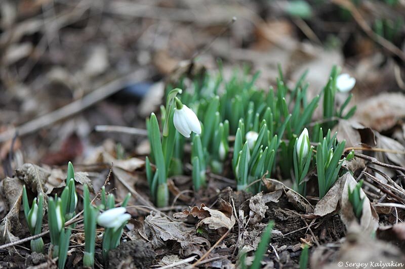 Подснежники
