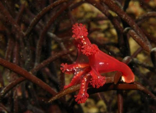 Calvadosia campanulata