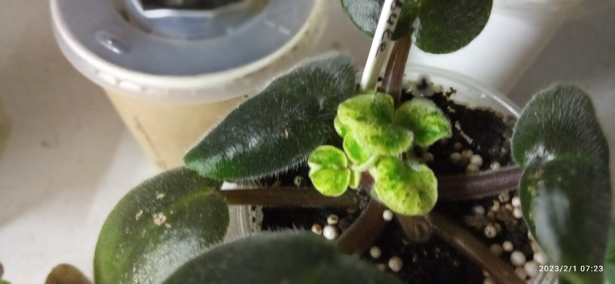 Эта кроха стоит с растущими пасынками. Зато через месяц это будет несколько полноценных сортовых розеток