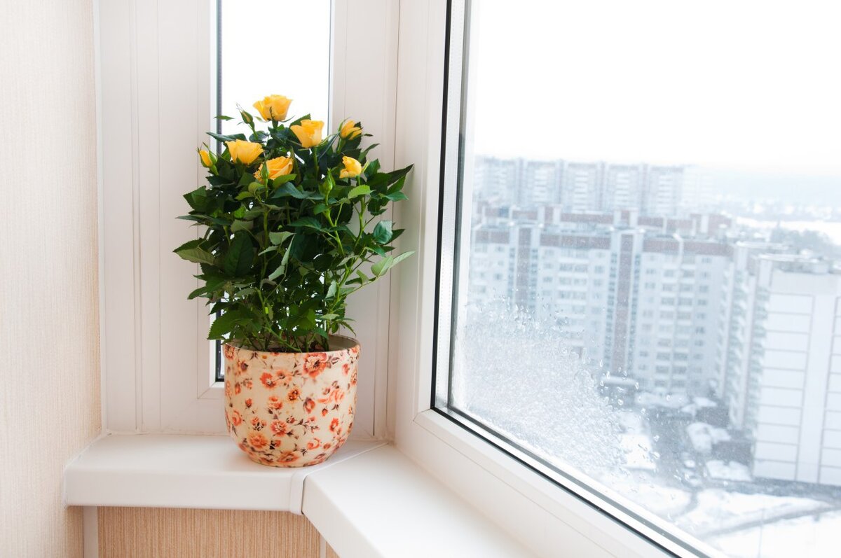 Цветы для солнечного балкона