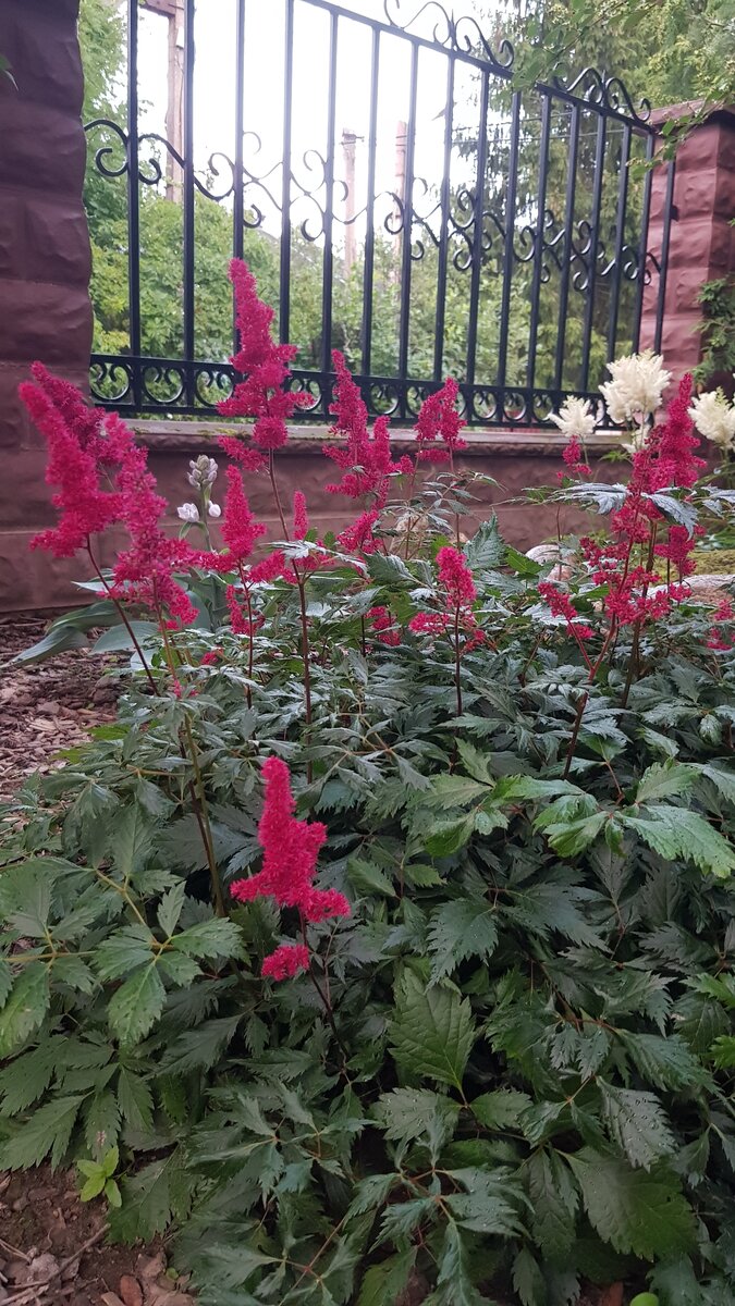 Астильба японская "Montgomery"