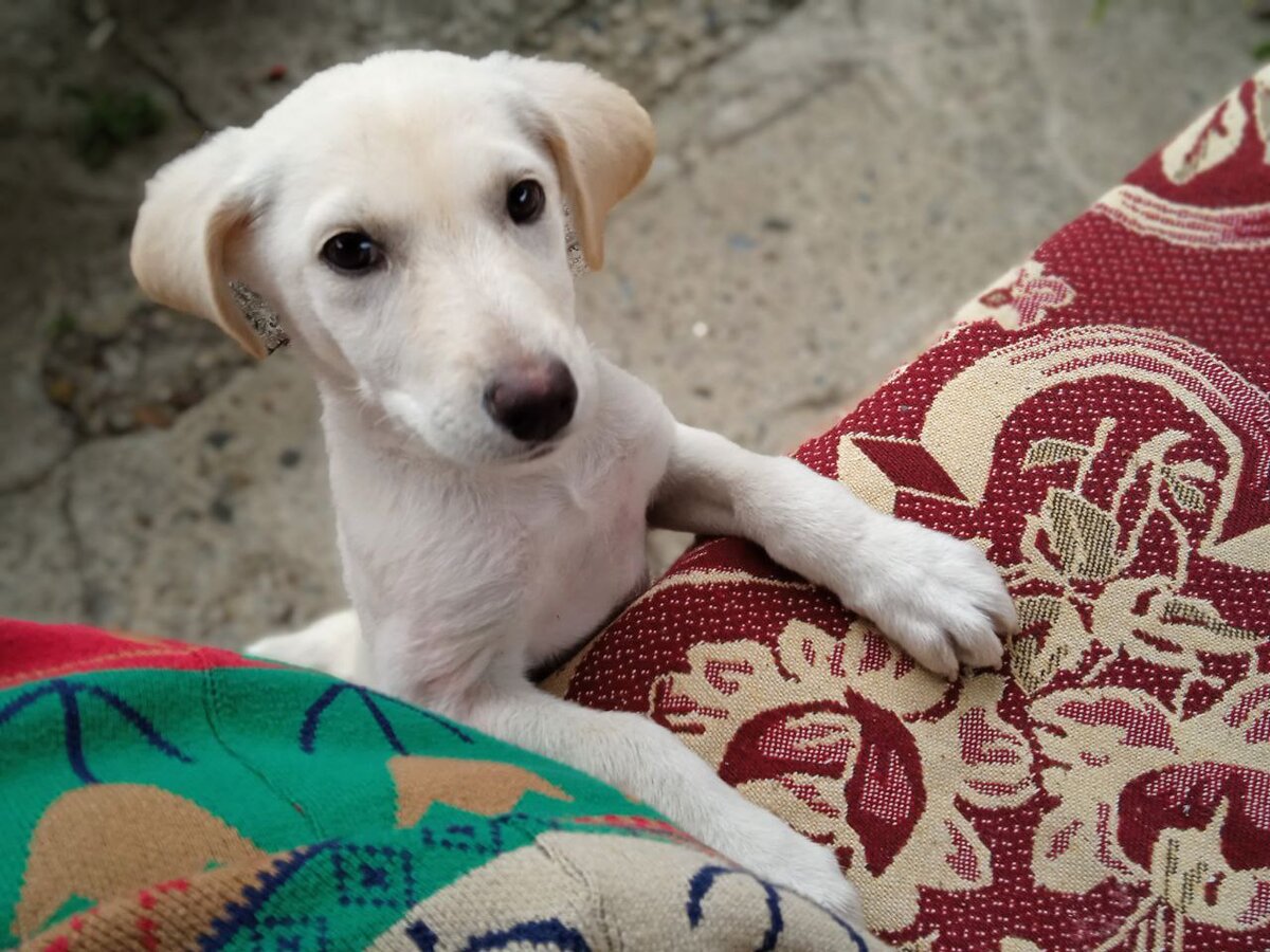 Мама с Хорошим Настроением поставили чашку и блюдечко на стол, сели на качели и стали Собачку гладить. 