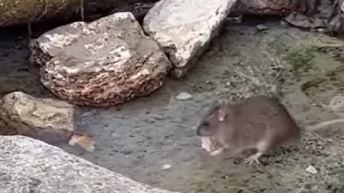    Фото: кадр из видео/Lada.kz Рашид Ахмежанов