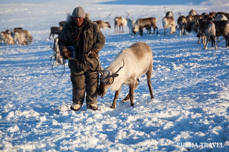 Чукчи оленеводство