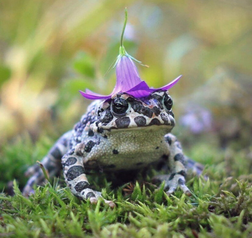 Шляпка украсит любую даму, не правда ли?