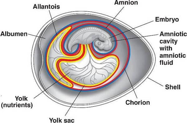 Эмбриональное развитие и появление цыплёнка на свет (29 фото + видео) | ЗооБлог