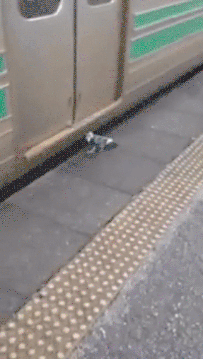 Голубь, которому индукторы подсказывают, как доехать до парка