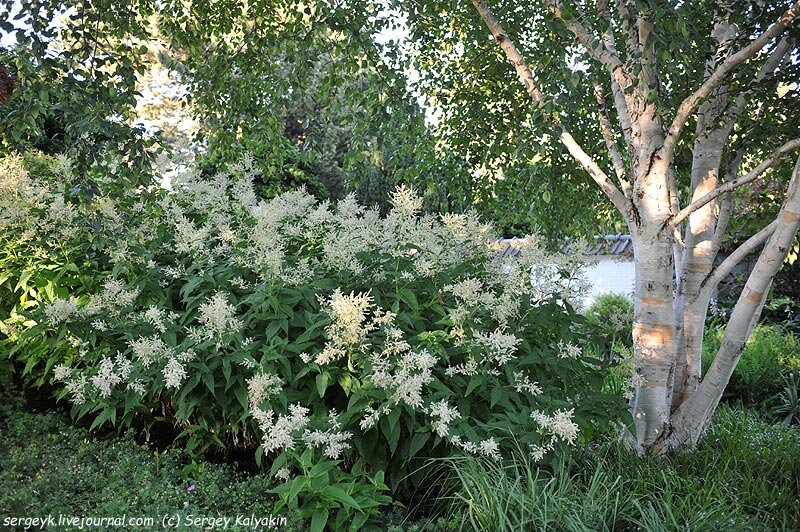 Горец изменчивый фото. Горец полиморфный. Горец изменчивый (Polygonum polymorpha). Горец изменчивый (Persicaria polymorpha). Горец изменчивый (Polygonum polymorpha);3.