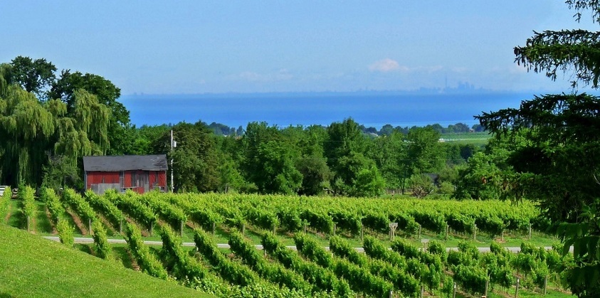 
Виноградники Johnson Estate Winery